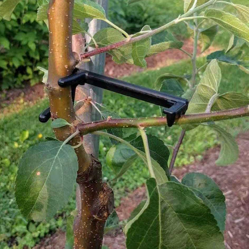 Obst Baum Zweig Puller Pflanze – Fruit Roll Up Bewertung und Preis